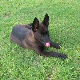 German Shepherd Puppies from Guamany K9 Vomhaus