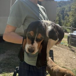 Girl 3 - Black brown and white female Basset Hound puppy in Letcher, Kentucky from Hackers Appalachian Basset Hounds