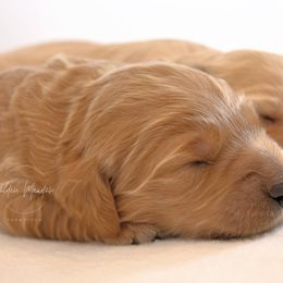 Goldendoodle Puppies from Golden Meadow Farmstead