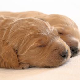 Goldendoodle Puppies from Golden Meadow Farmstead