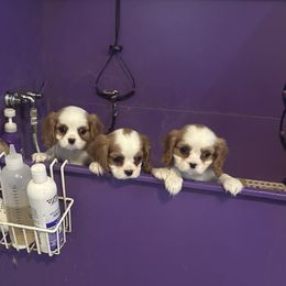 Cavalier King Charles Spaniel puppies from Mike and Brandice Brown Performance Animals