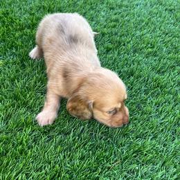 Doc - Dapple male Dachshund puppy in Indiantown, Florida from Turquoise River Minature Dachshunds
