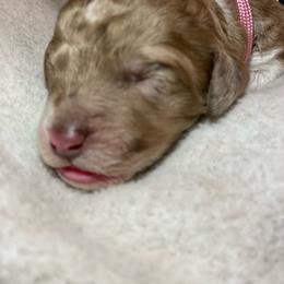Girl 1 - Parti female Goldendoodle puppy in Zephyrhills, Florida from Just Tails Doodle