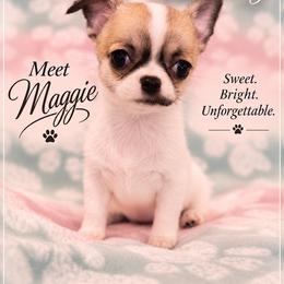 AKC Maggie - Sable spotted white female Chihuahua puppy in Troy, Missouri from Limelight Chihuahuas