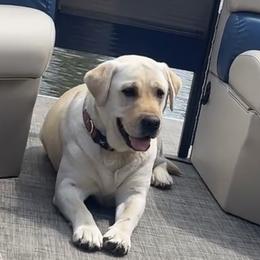 Rosie - Labrador Retriever