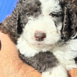 Meaux - Brown and white male Aussiedoodle puppy in Bridge City, Texas from My Amis AussieDoodles
