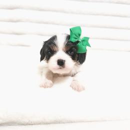 Elphaba - Tri-color female Cavalier King Charles Spaniel puppy in Wilburton, Oklahoma from My Kids Kennel