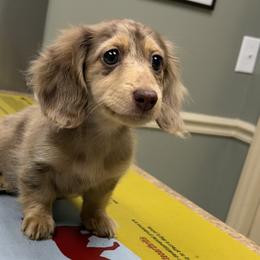 Chihuahuas and Dachshunds from Cripple Creek Farms