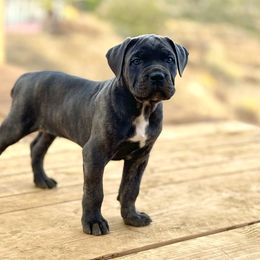 Boy 1 - Cane Corso puppy from Mastiff Mafia