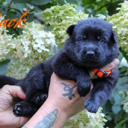 Mack - Black male German Shepherd puppy in New York from Spitze German Shepherds