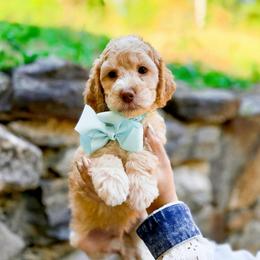 Logan - Apricot male Goldendoodle puppy in North Carolina from Tuxedo Mountain Doodles