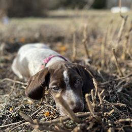 German Shorthaired Pointer Puppies from Blue Kai Kennels