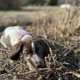 German Shorthaired Pointer Puppies from Blue Kai Kennels