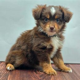 Stone - Red tri-color male Miniature American Shepherd puppy in Carmichael, California from Aloe Aussies