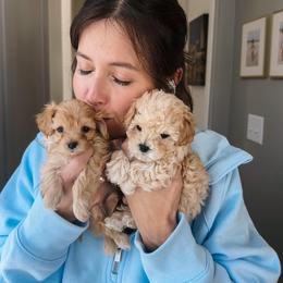 Maltipoo, Poodle, and Shihpoo Puppies from Doodle Lane - Toy Doodles Alabama