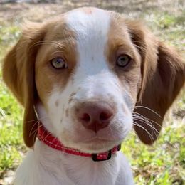 Boy 2 - Orange and white Brittany puppy in Abilene, Texas from Peacefield  Brittanys