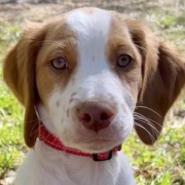 Boy 2 - Orange and white Brittany puppy in Abilene, Texas from Peacefield  Brittanys