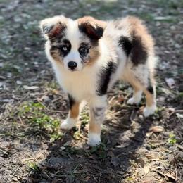 Miniature Australian Shepherd Puppies from Peace Creek Aussies
