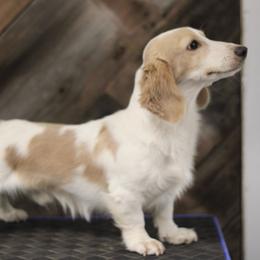 Thatcher - Dachshund