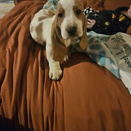 Girl 2 Button - Basset Hound puppy from Bad and Boujee Basset Hounds