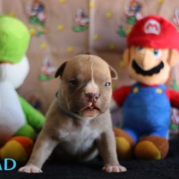 Toad - Blue fawn male American Bully puppy in Du Bois, Nebraska from Black Coal Bullies