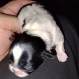 Squeaky B-1 - Black and white male Shih Tzu puppy in Lostant, Illinois from Bella's Babies