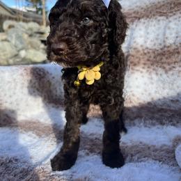 Yellow collar - Brown female Poodle puppy in Bakersfield, California from Lucky 7 Litter