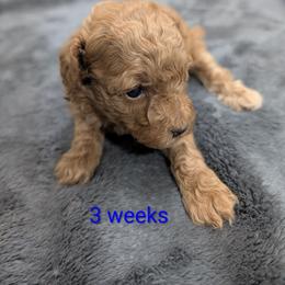 Maddie - Apricot female Poodle puppy in Panama City Beach, Florida from Little Puppy Love