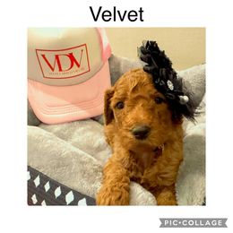 Goldendoodle Puppies from Quentin Brewer