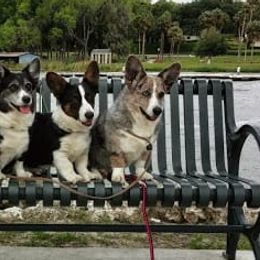 Cardigan Welsh Corgi All Grown Up from Raglan Cardigans