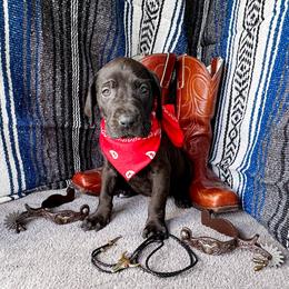 Violet - Black and white female Great Dane puppy in Climax, Michigan from Beaver Creek Danes