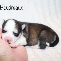 Boudreaux - Black and white male Pomsky puppy in Denham Springs, Louisiana from Bayouland Pomskies