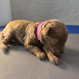 Skyler - Red  female Poodle puppy in Lucedale, Mississippi from Simply Poodle