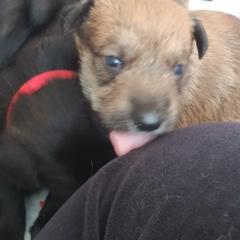 Berger Picard Puppies from Touche Rose