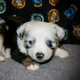 Oz - Blue merle male Australian Shepherd puppy in El Dorado Springs, Missouri from HP Aussie Kennels