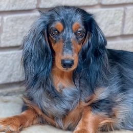 Paisley - Dachshund