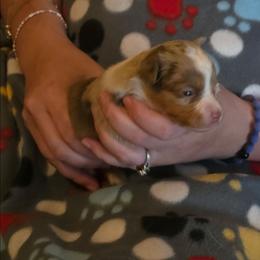 Cigarra - Red merle female Miniature Australian Shepherd puppy in Arlington, Texas from CopperHead Aussies