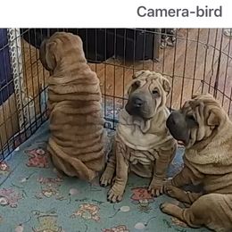 Chinese Shar-Pei from CarPeiDiem Chinese Shar-Pei