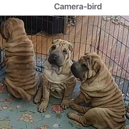 Chinese Shar-Pei from CarPeiDiem Chinese Shar-Pei
