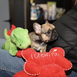 French Bulldog Puppies from Camp Fine Frenchies
