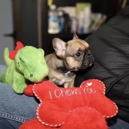 French Bulldog Puppies from Camp Fine Frenchies