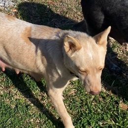 Sugar - Australian Cattle Dog