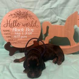 Black boy - Black and tan male Black and Tan Coonhound puppy in Pueblo, Colorado from BT Coonhound