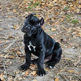 Yellow boy - Black male Cane Corso puppy in Ocala, Florida from Worldwide Kennels