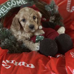 Boy 3 - male Goldendoodle puppy in Waynesboro, Virginia from Forest Creek Kennel