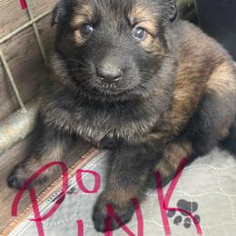 Girl 1 - Sable female German Shepherd puppy in Berlin, Wisconsin from Gypsy Miracle Kennels