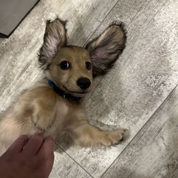 Dachshund Puppies from Michigan Rockin' Dachshunds