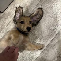 Dachshund Puppies from Michigan Rockin' Dachshunds
