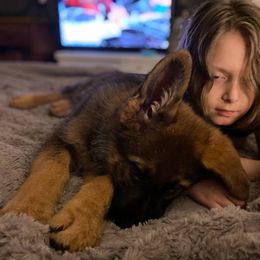 German Shepherd Puppies from Segen Von Gott German Shepherd’s