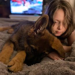 German Shepherd Puppies from Segen Von Gott German Shepherd’s